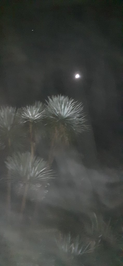 A multi-trunked palm tree, at night, reaching up towards the waxing Moon (with Venus off to the upper left). Smoke billows around the scene.